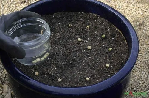 Chuẩn bị và trộn đất trồng đậu Hà Lan trong thùng xốp
