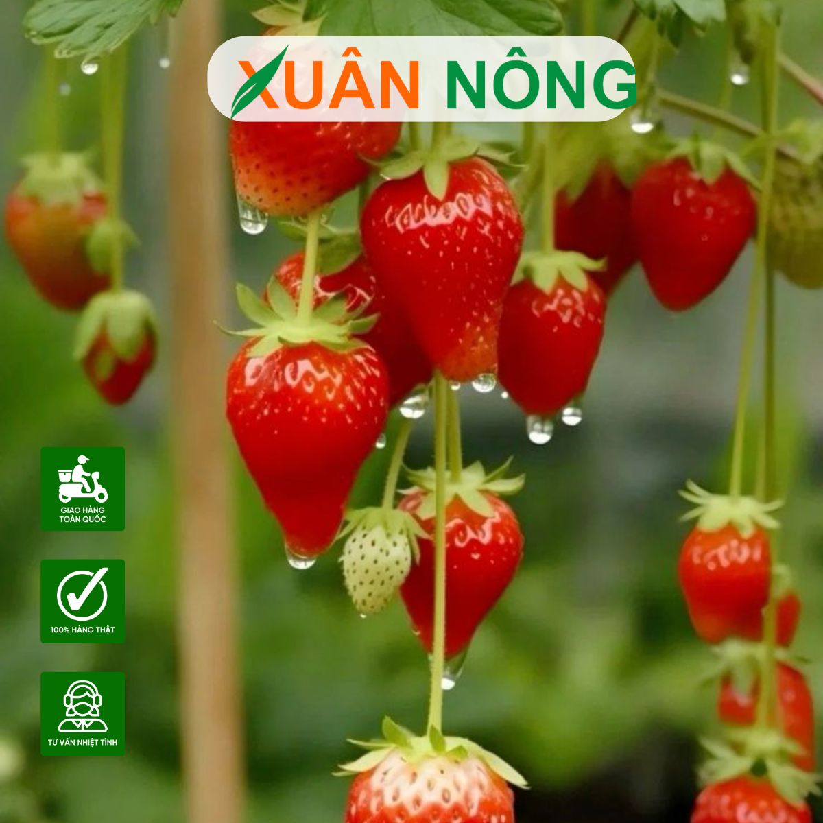 Cách Làm Luống Trồng Dâu Tây Chuẩn Kỹ Thuật Cho Năng Suất Cao Cách Làm Luống Trồng Dâu Tây Chuẩn Kỹ Thuật Cho Năng Suất Cao