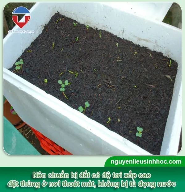 Hỗn hợp đất tơi xốp, giàu hữu cơ để trồng dâu tây