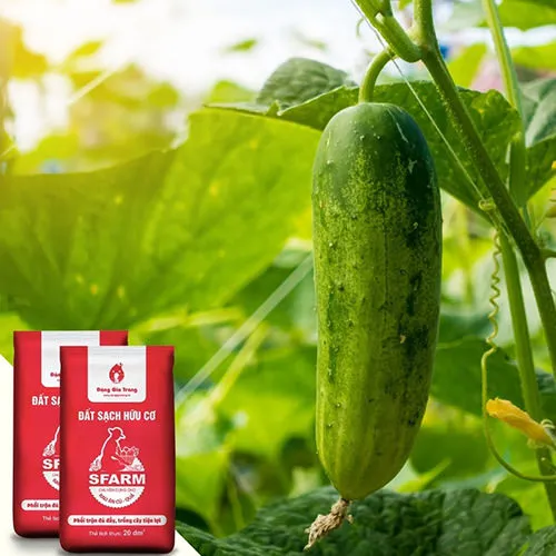 Đất trồng dưa leo và các vật liệu phối trộn