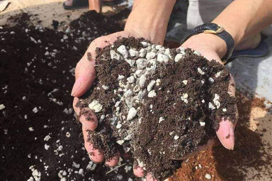 Phối trộn giá thể đất trồng cây hoa giấy bằng cành theo tỉ lệ tiêu chuẩn để đảm bảo dinh dưỡng và độ thoát nước