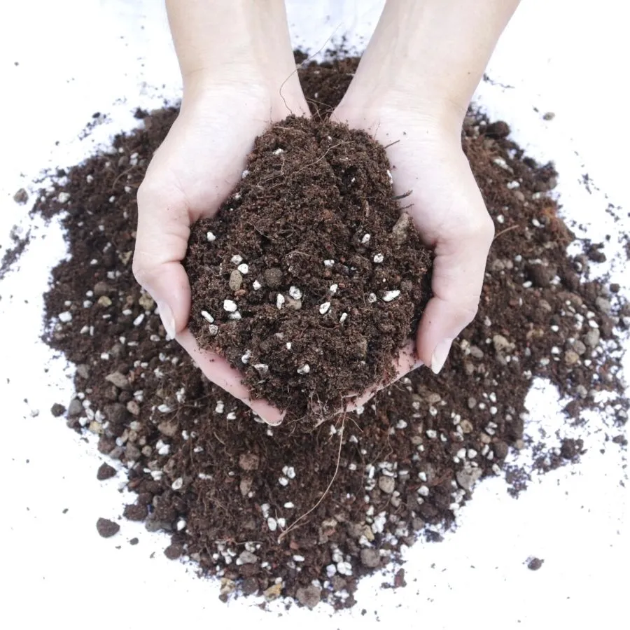 Dat Trong Hoa Hong Sfarm