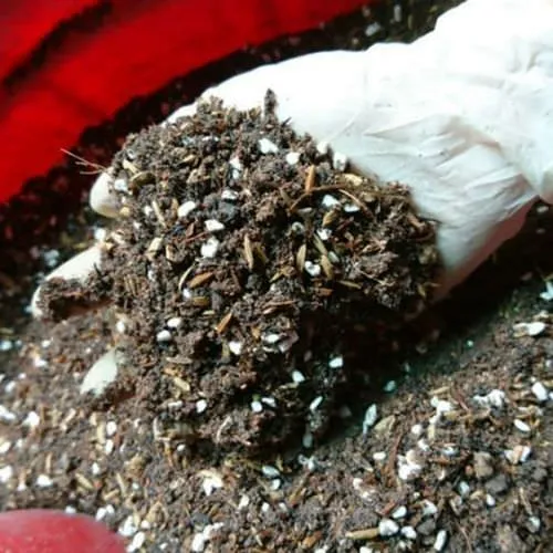 Giá thể trồng hồng đã được trộn đều, thể hiện độ tơi xốp lý tưởng