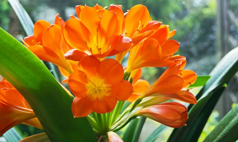 Đất trồng quyết định sự phát triển của lan quân tử