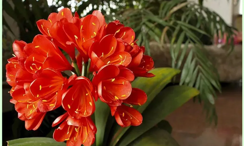 Cây lan quân tử ra hoa rực rỡ trong chậu