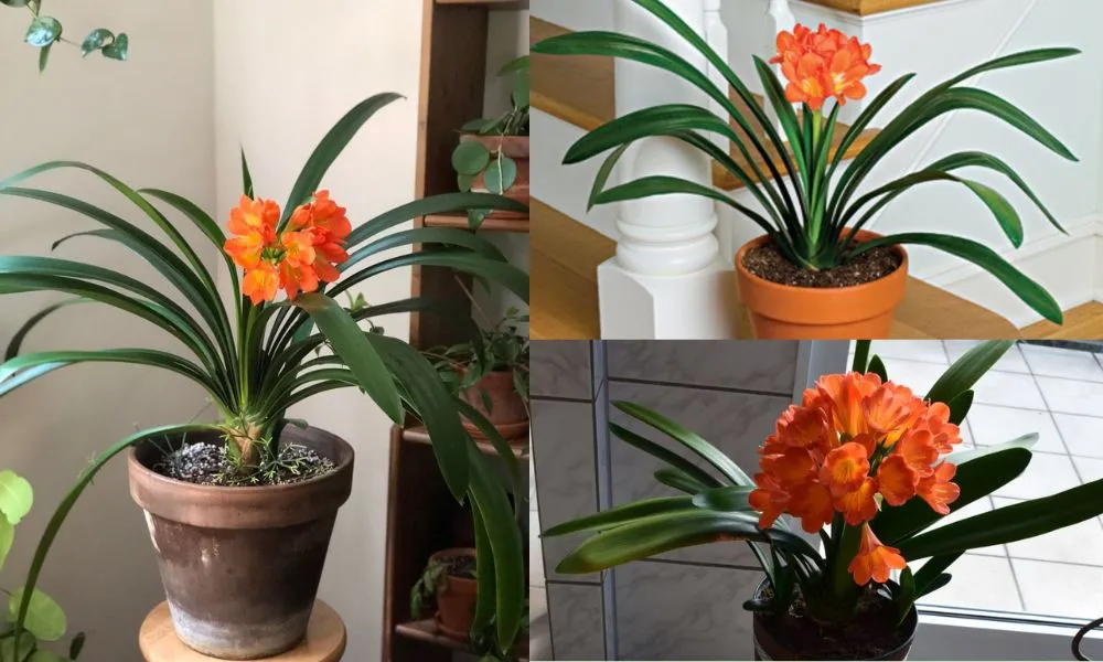 Cách trồng lan quân tử bằng cây con tại nhà