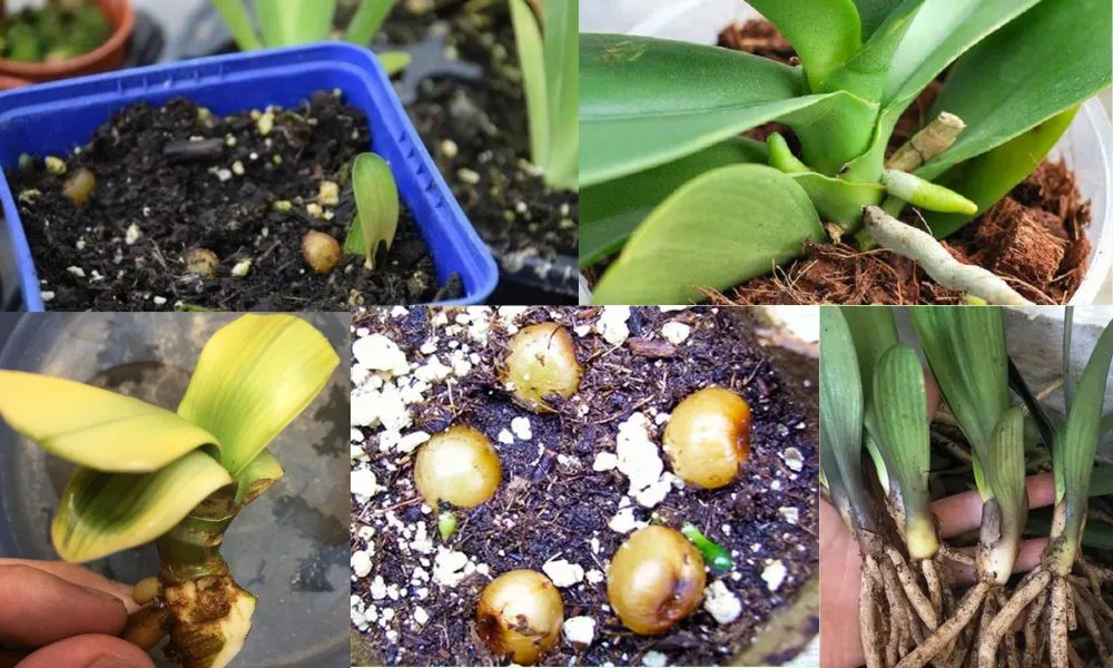 Kỹ thuật trồng lan quân tử và chuẩn bị đất