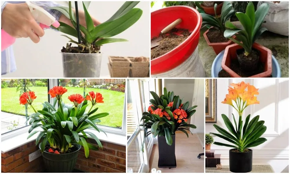 Quy trình chăm sóc lan quân tử cho hoa nở đẹp bền