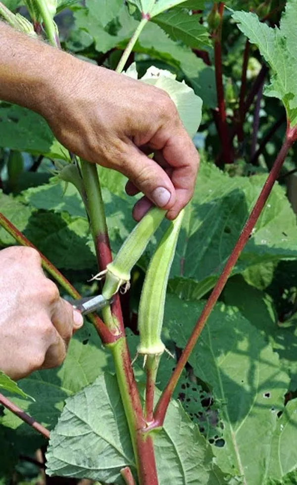 Một chùm đậu bắp non, xanh tươi và đang phát triển