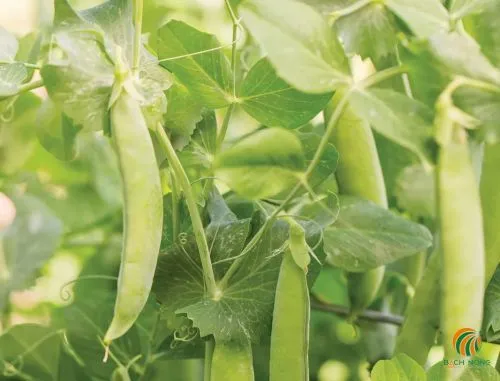 Đậu Hà Lan Lùn Maestro với đặc tính kháng bệnh tốt