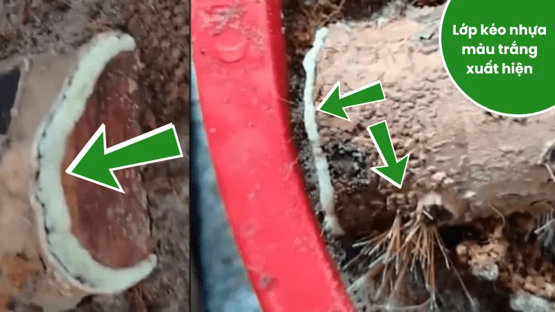 Dấu hiệu lớp kéo nhựa trắng báo hiệu mai rừng ra rễ cám dựa vào lớp kéo nhựa