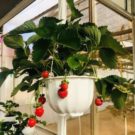 Chậu Treo Trồng Dâu Tây Chịu Nhiệt