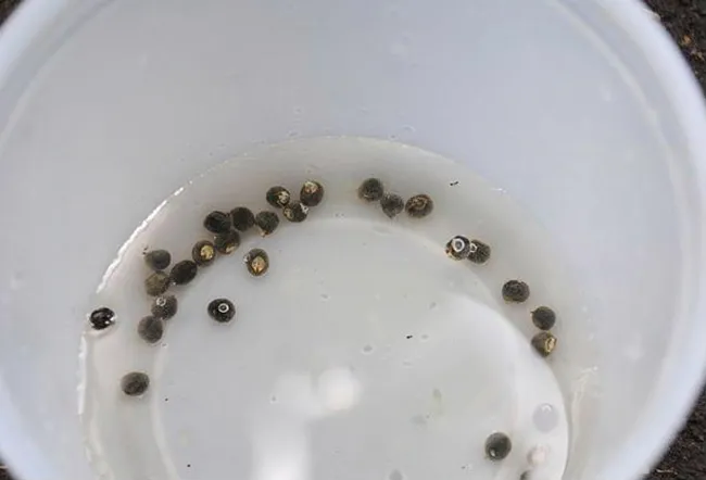 Hạt giống đậu bắp được ngâm nước ấm trước khi gieo để tăng tỷ lệ nảy mầm