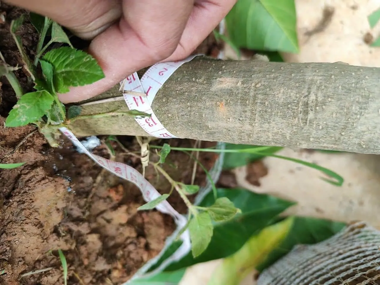 Thân cây Hoa Ngọc Lan thân gỗ lớn, vỏ cây hơi nhám