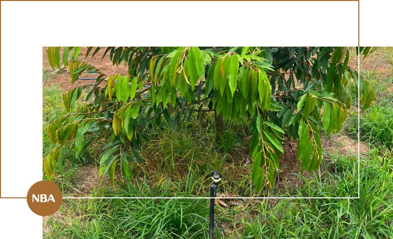 Địa chỉ mua béc tưới sầu riêng tại Cẩm Mỹ Đồng Nai