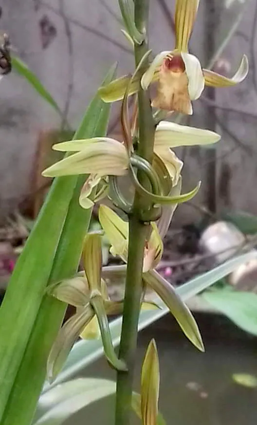 Cách Trồng Và Chăm Sóc Địa Lan Mạc Xuân Thành Công Chuẩn Chuyên Gia Cách Trồng Và Chăm Sóc Địa Lan Mạc Xuân Thành Công Chuẩn Chuyên Gia