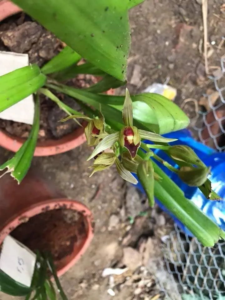 Cách Trồng Và Chăm Sóc Địa Lan Mạc Xuân Thành Công Chuẩn Chuyên Gia Cách Trồng Và Chăm Sóc Địa Lan Mạc Xuân Thành Công Chuẩn Chuyên Gia