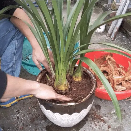 Địa Lan Sato Đẹp (2)