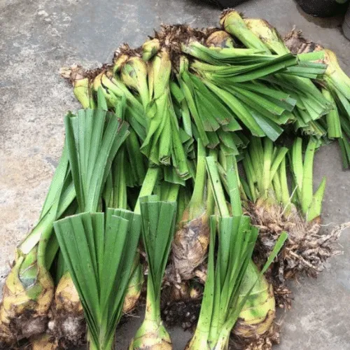 Địa Lan Sato Đẹp