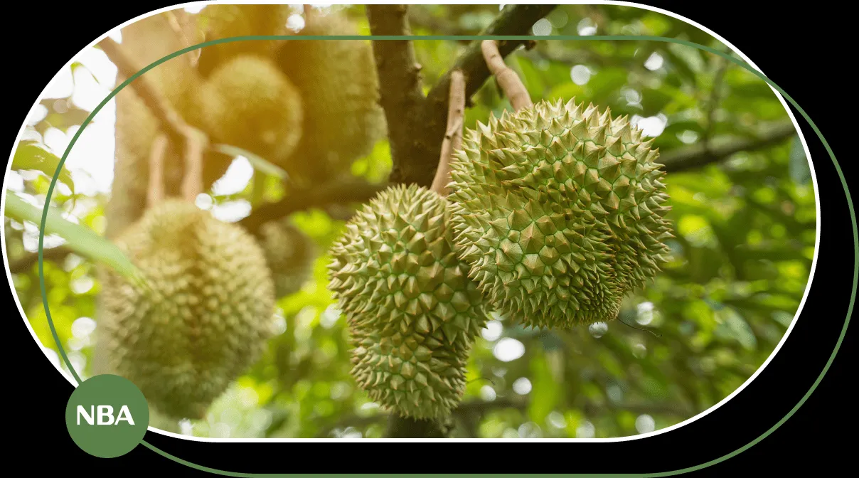 Dịch vụ lắp đặt hệ thống tưới sầu riêng tại Khánh Sơn Khánh Hòa