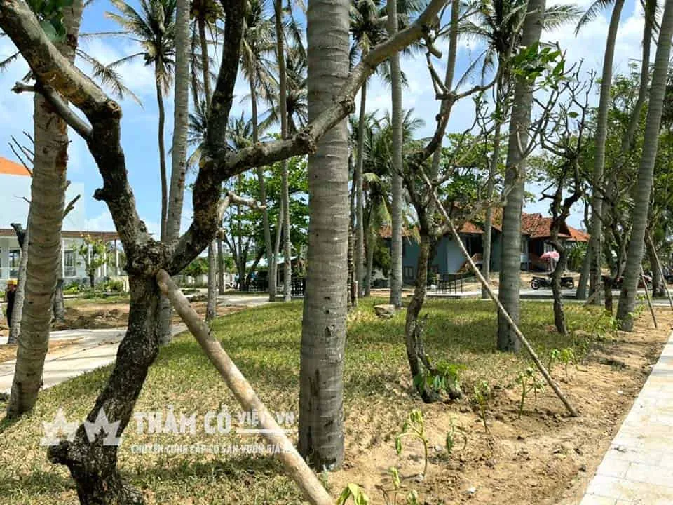 Liên hệ ngay cho chúng tôi qua số hotline khi bạn có nhu cầu cung cấp cỏ giống lá gừng nhé