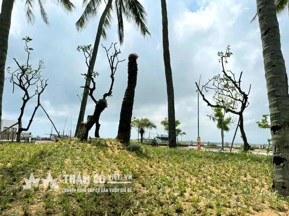 Hình ảnh trồng cỏ lá gừng bằng phương pháp trồng cấy – THẢM CỎ VIỆT