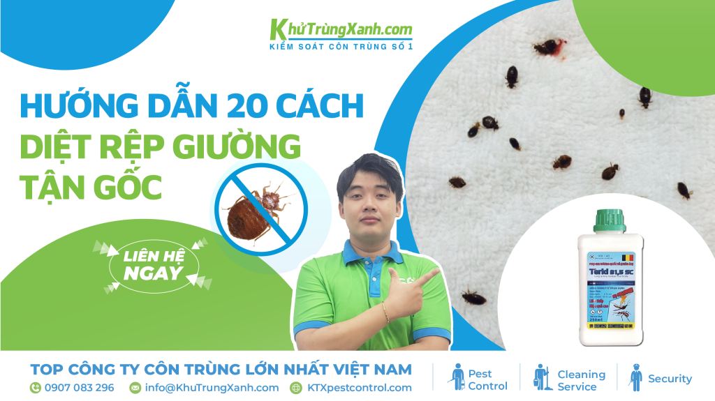 Cách Trồng Hoa Cúc Đài Loan Tại Nhà Chuyên Nghiệp Và Đơn Giản