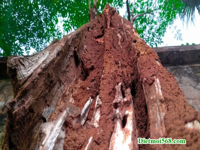 Kiểm tra và xử lý mối ở gốc cây