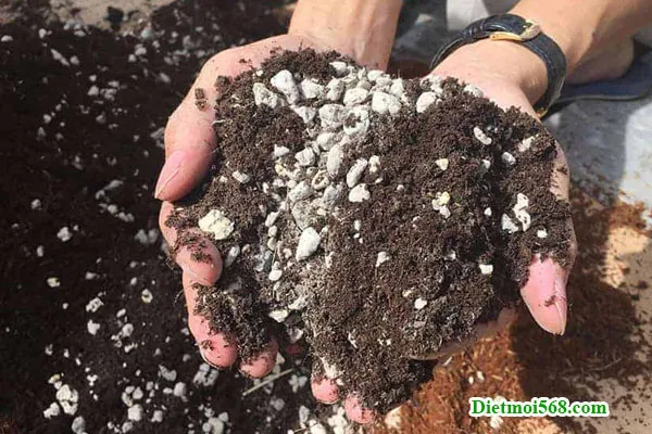 Diệt mối ăn cây trồng cho cây cảnh và cây lâu năm