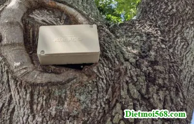 Diệt Mối Cho Cây Trồng Bằng Phương Pháp Đặt Hộp Nhử Hóa Sinh