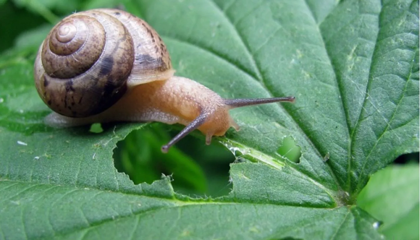 Các phương pháp phòng trừ sâu bệnh hữu cơ trên cây cải bó xôi tại nhà