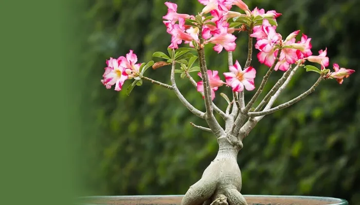 Kỹ thuật tỉa cành để điều khiển hoa sứ ra hoa đúng thời điểm mong muốn