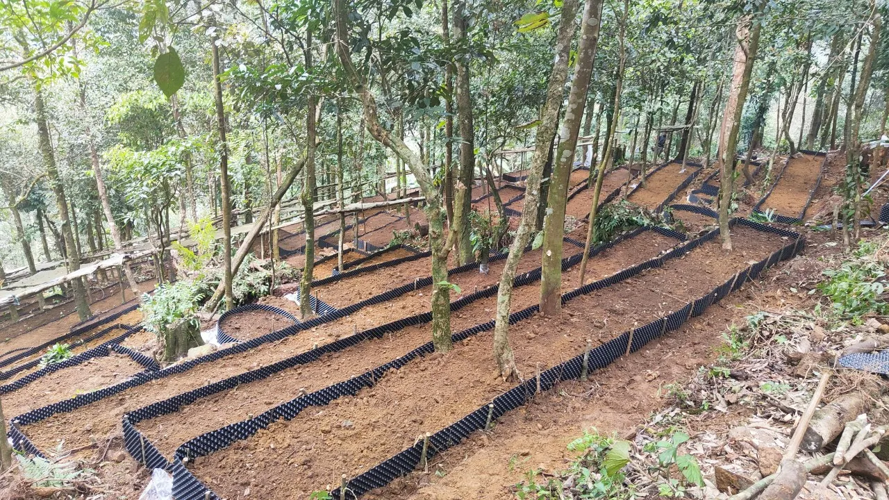 Môi trường địa hình, đất đai lý tưởng cho cách trồng nhân sâm Việt Nam