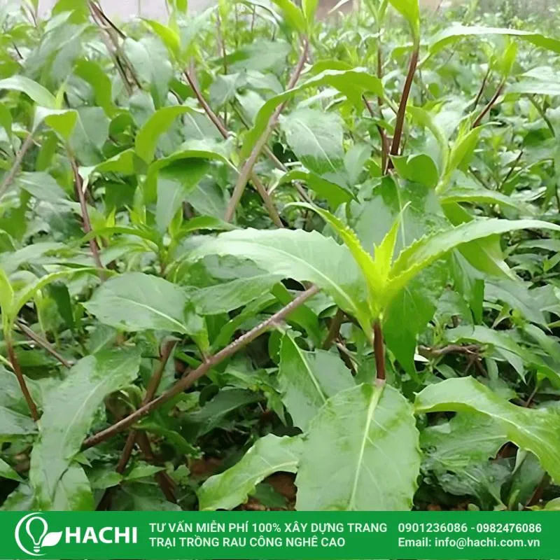 Rau lủi rừng là loại cây dễ sống, sinh trưởng tốt trong điều kiện khí hậu nóng ẩm
