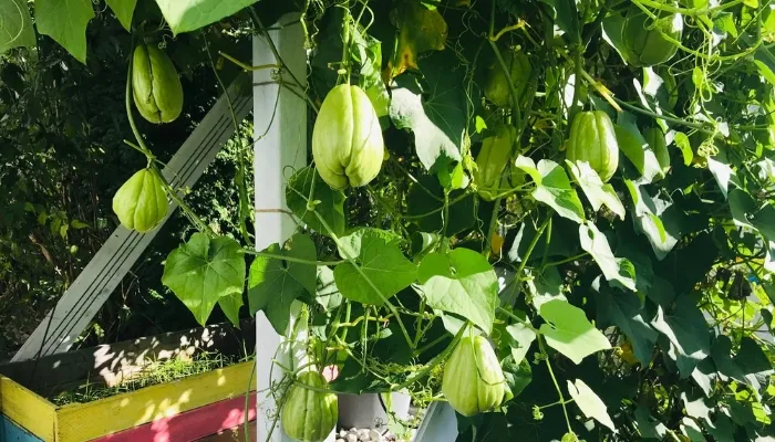 Điều kiện ánh sáng và nhiệt độ lý tưởng cho cây su su