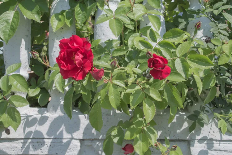 Đảm bảo điều kiện môi trường lý tưởng khi trồng gốc cây hoa hồng