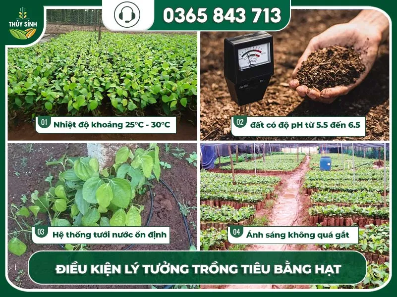 Điều kiện đất và khí hậu lý tưởng cho hướng dẫn cách trồng tiêu