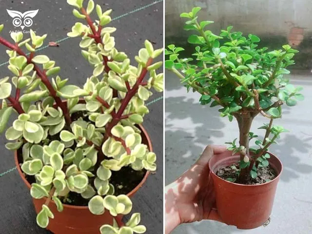 So sánh sen đá đô la trắng và sen đá đô la xanh, hai biến thể Portulacaria afra