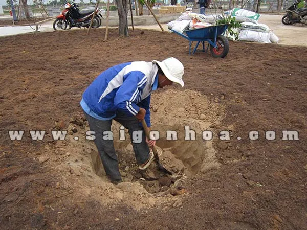 Đào hố trước khi trồng