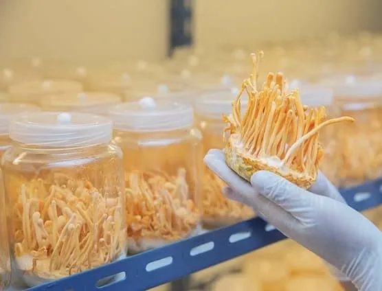 Các lọ cơ chất nuôi trồng Đông trùng hạ thảo tươi trong giai đoạn tạo quả thể