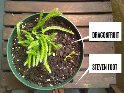 Cây thanh long con mới nảy mầm từ hạt giống