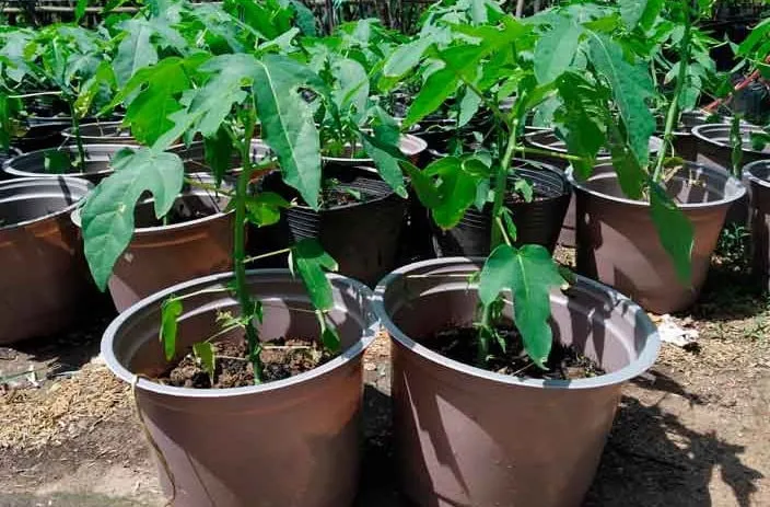 Cây đu đủ lùn đang ra quả, minh chứng cho phương pháp trồng trong chậu thành công