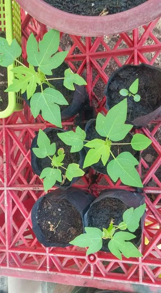 Quả đu đủ chín vàng trên cây, minh họa năng suất khi chăm sóc đúng cách