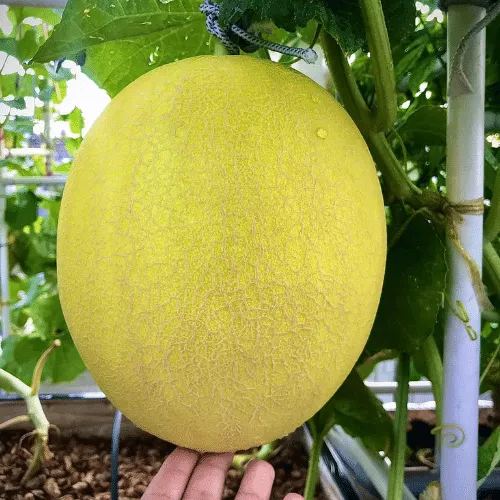 Dua Hoang Kim (2).png