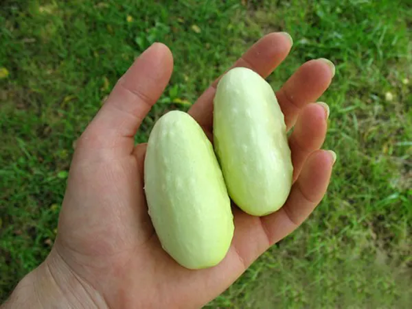 Sau khoảng 50 - 60 ngày là thời điểm lý tưởng để thu hoạch dưa chuột mini