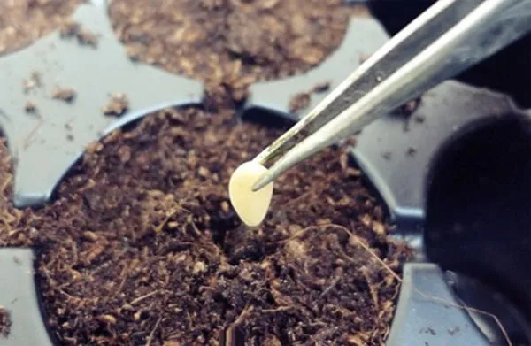 Gieo hạt dưa chuột đã nứt mầm trực tiếp vào các lỗ nhỏ trên mặt đất