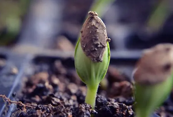 Gieo hạt và phủ một lớp đất mỏng, sau đó tưới phun sương để giữ ẩm