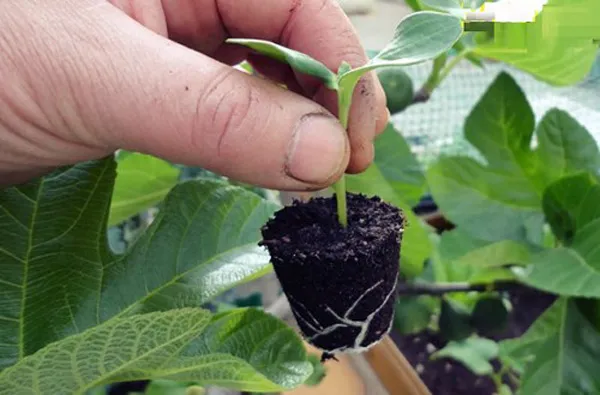 Cây dưa chuột con đạt chiều cao khoảng 5cm và có lá thật bắt đầu nhú