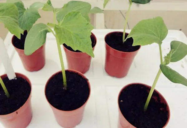 Sau 3 tuần, cây dưa chuột con sẽ cao 10-15cm và phát triển nhanh