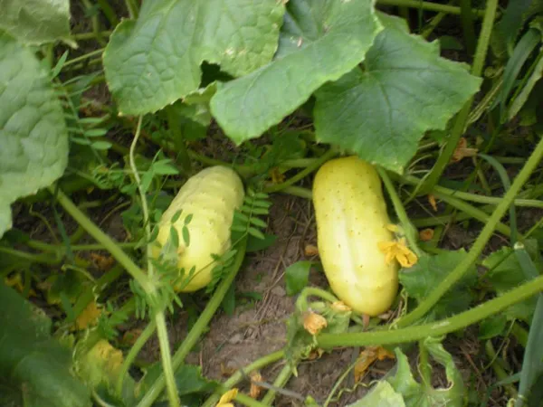 Chăm sóc dưa chuột đúng cách để cây có thể sinh trưởng và phát triển tốt